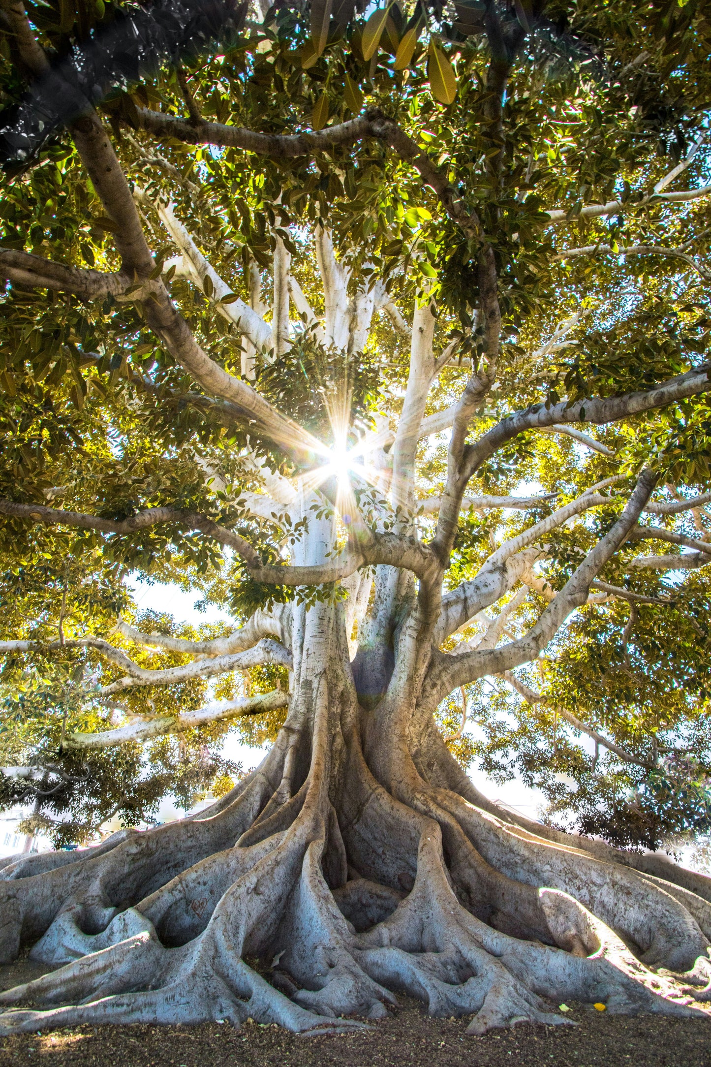 Spiritual Coaching (30mins)